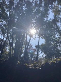 Sunlight filtering through the canopy in a serene forest setting