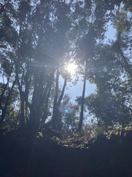 Sunlight filtering through the canopy in a serene forest setting
