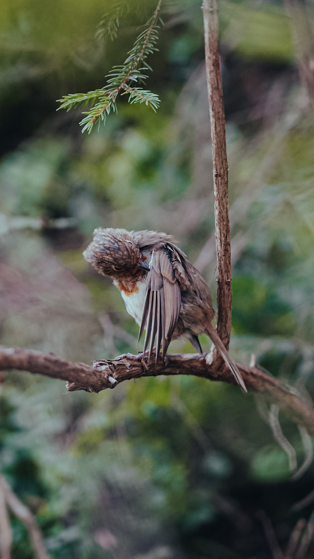 a small bird sitting on a tree branch