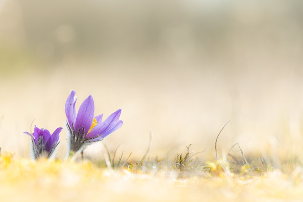 a couple of purple flowers sitting on top of a grass covered field