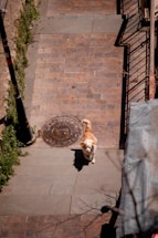 A brown and white dog stands on a paved pathway, which is lined with plants on one side. Shadows of railings create patterns across the stone tiles. A round manhole cover is visible near the dog.