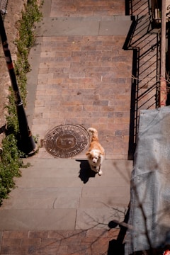 A brown and white dog stands on a paved pathway, which is lined with plants on one side. Shadows of railings create patterns across the stone tiles. A round manhole cover is visible near the dog.