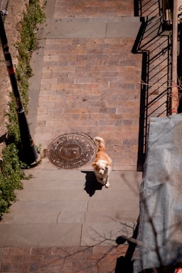 A brown and white dog stands on a paved pathway, which is lined with plants on one side. Shadows of railings create patterns across the stone tiles. A round manhole cover is visible near the dog.