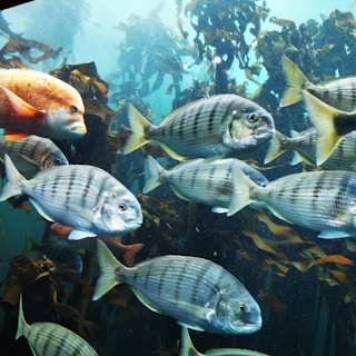 School of tropical fish swimming through kelp forests near Isla Isabel