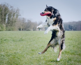a dog jumping in the air to catch a frisbee