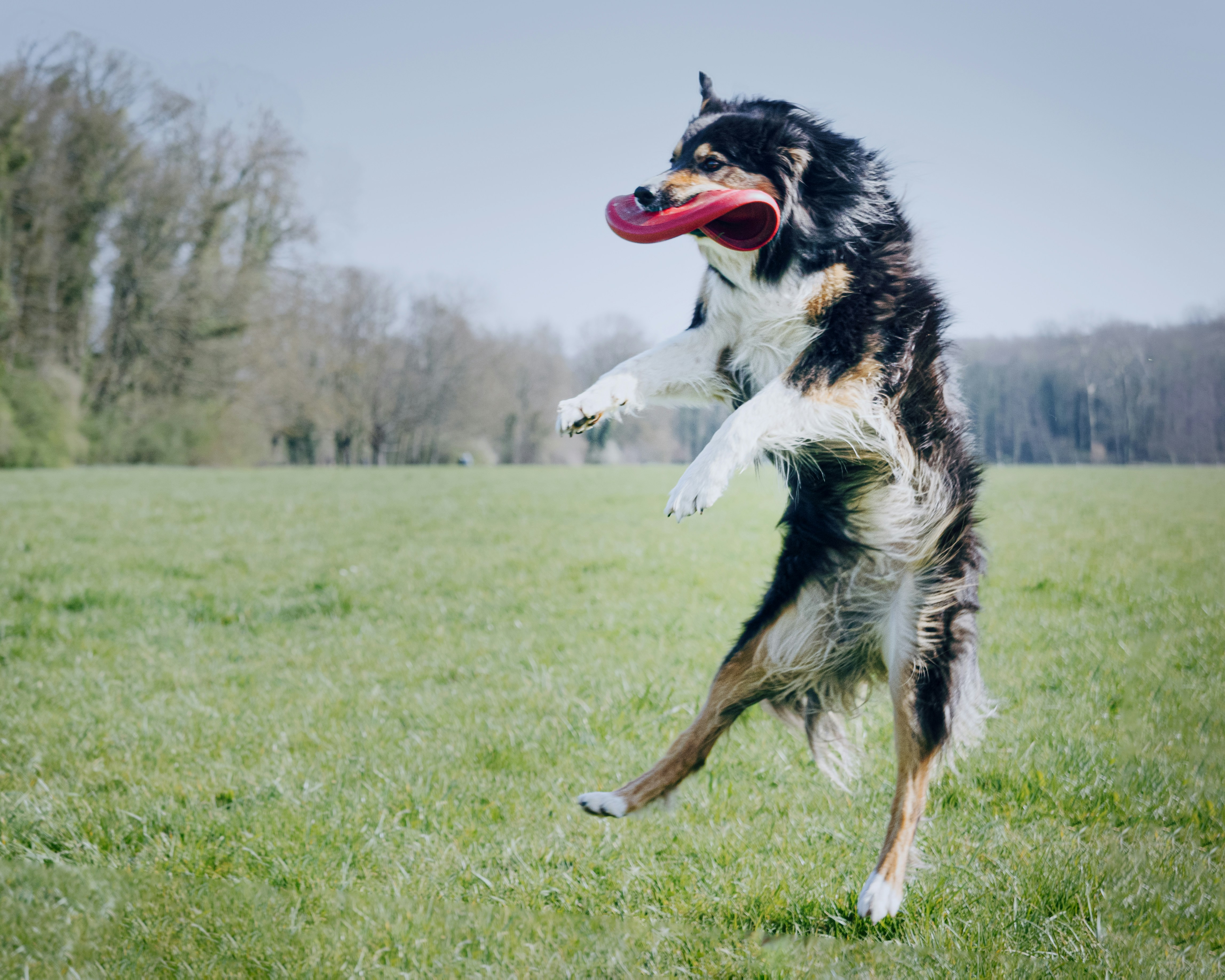 Border Collie fetching frisbee
