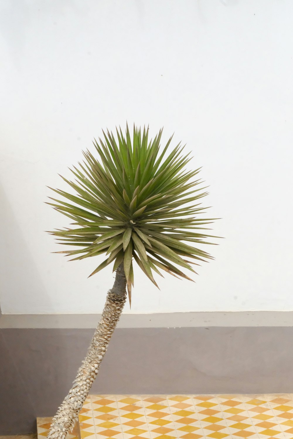 a small green plant sitting on top of a yellow and white checkered table cloth