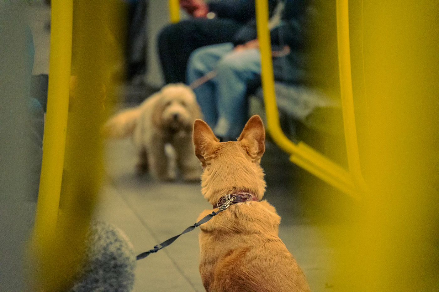 A calm working dog standing on a leash beside its handler inside a subway train car