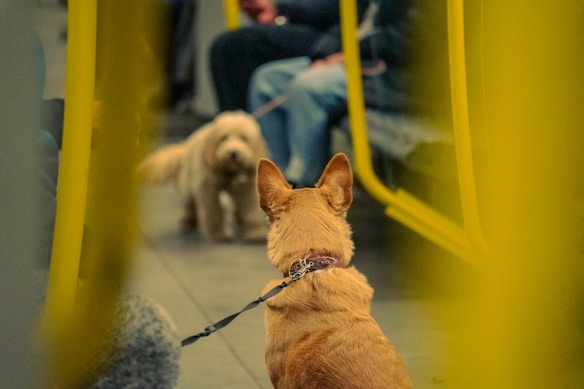 Two dogs are facing each other inside a public transport setting. The foreground dog is in focus, wearing a collar and leash, while the background dog is slightly out of focus. Yellow poles of the vehicle frame the scene, and there are passengers seated in the background.