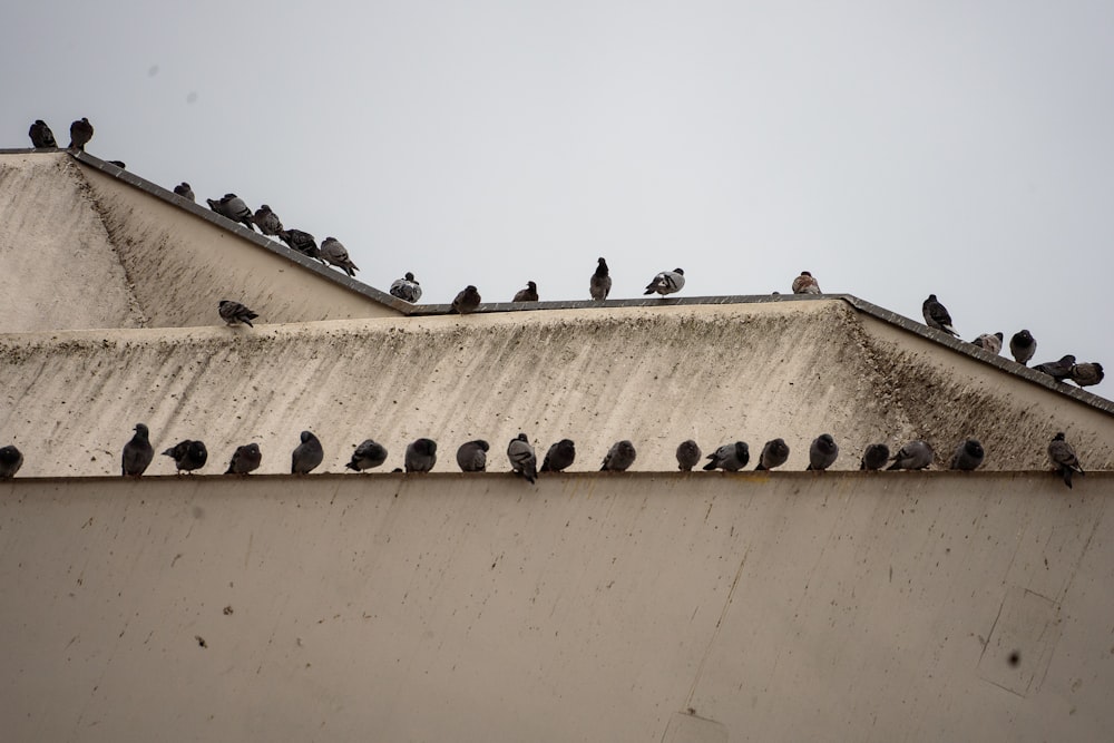 a flock of birds sitting on top of a roof