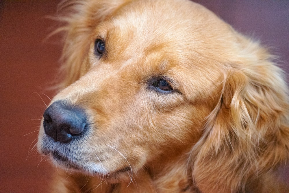a close up of a dog's face with a blurry background