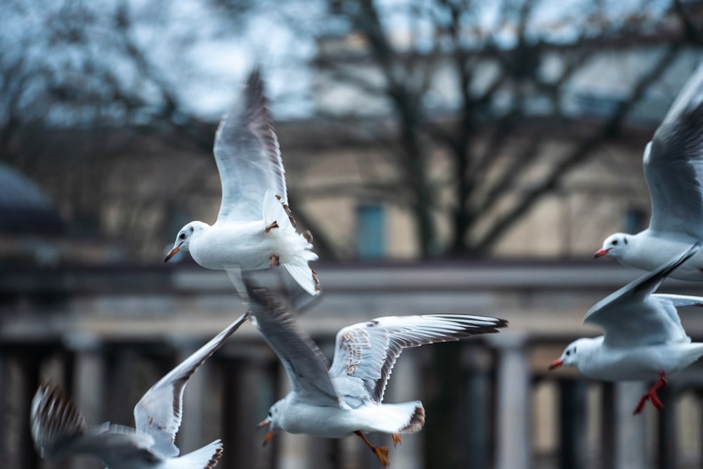 a flock of seagulls flying over a city