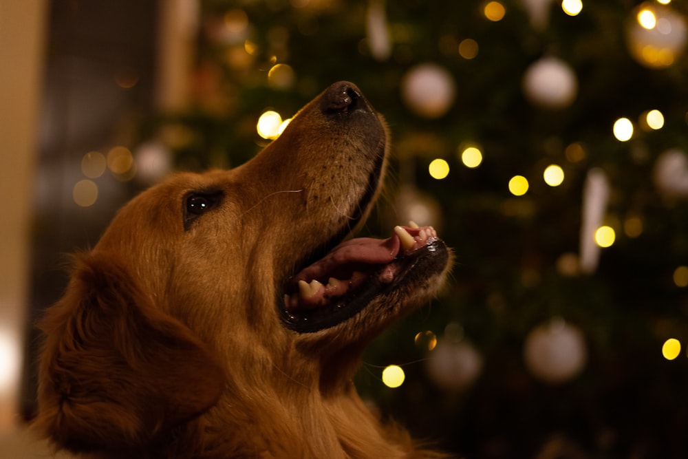 a close up of a dog near a christmas tree