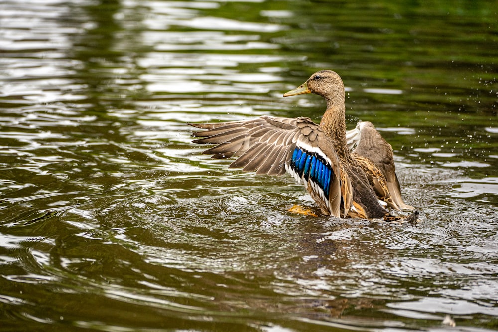 a duck flaps its wings in the water