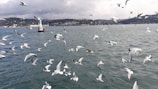 a flock of seagulls flying over a body of water