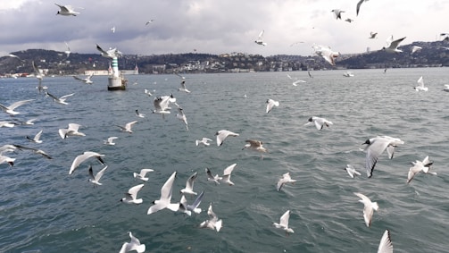 a flock of seagulls flying over a body of water