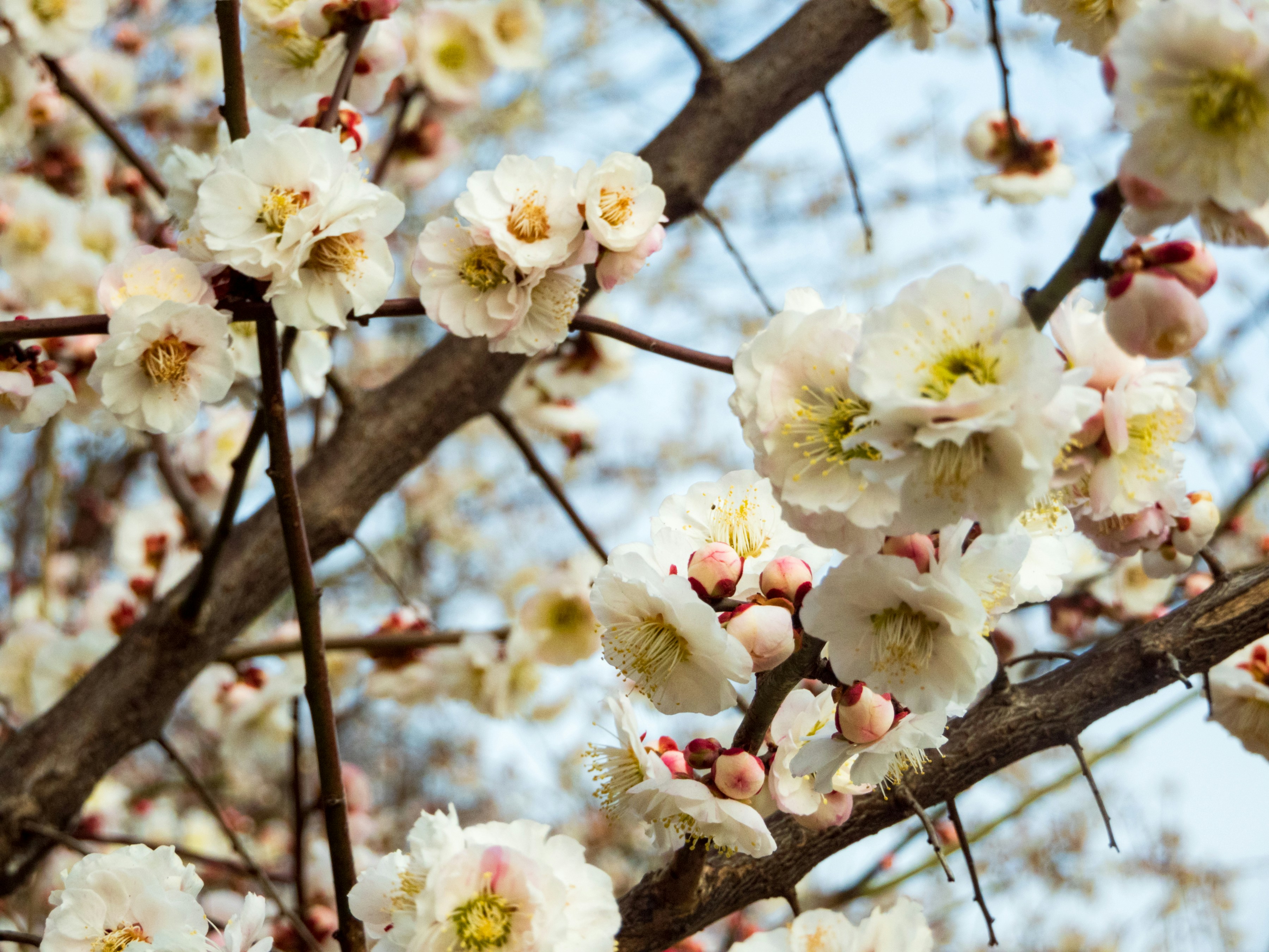 Photo by heppoko_yama