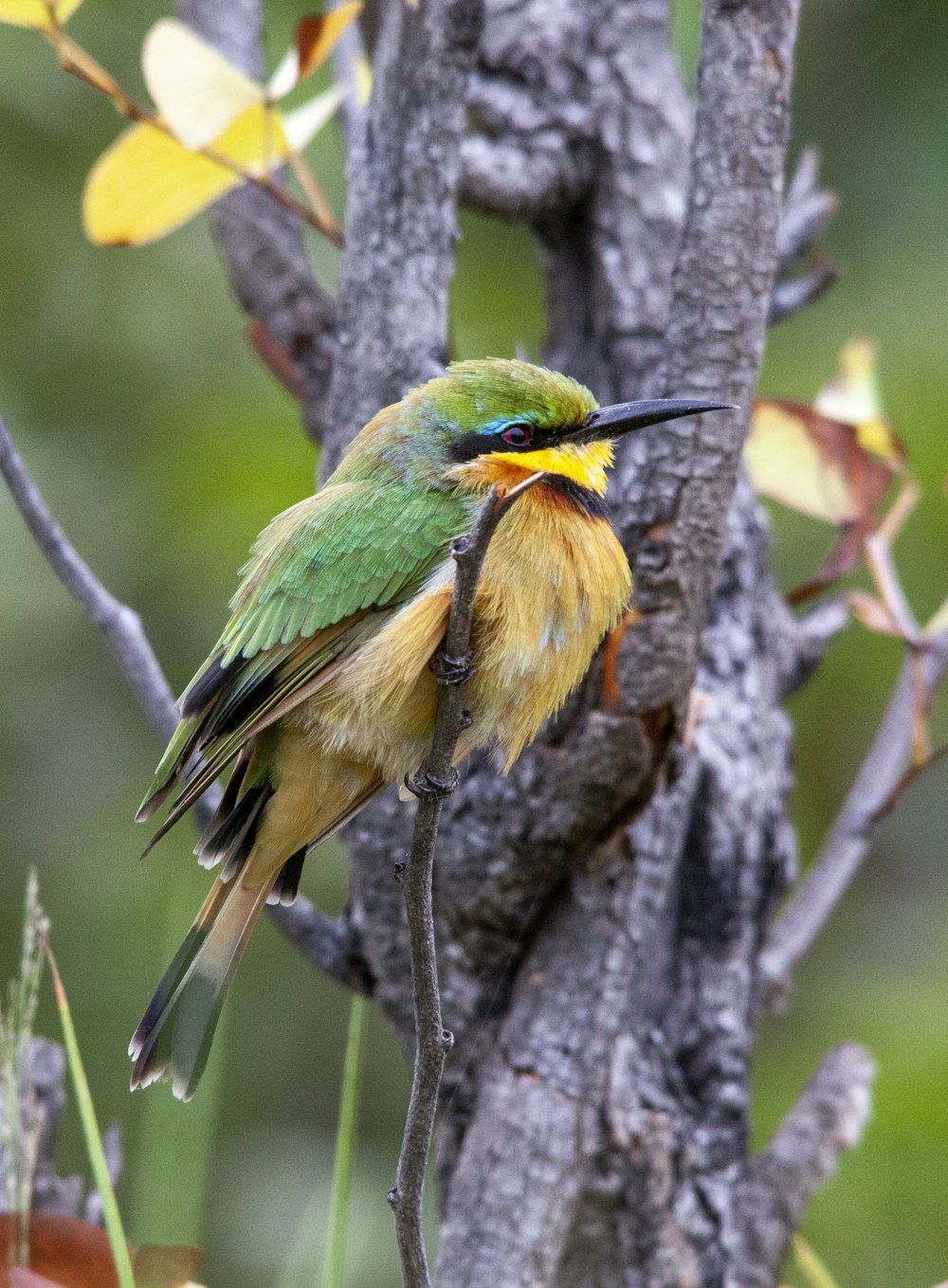 Un oiseau coloré perché sur une branche d’arbre