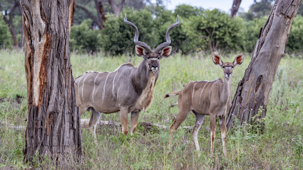 deux antilopes debout l’une à côté de l’autre dans une forêt