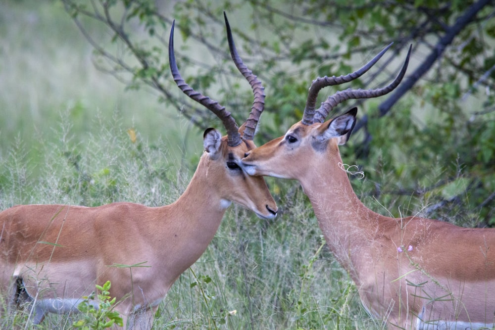 a couple of deer standing next to each other on a lush green field