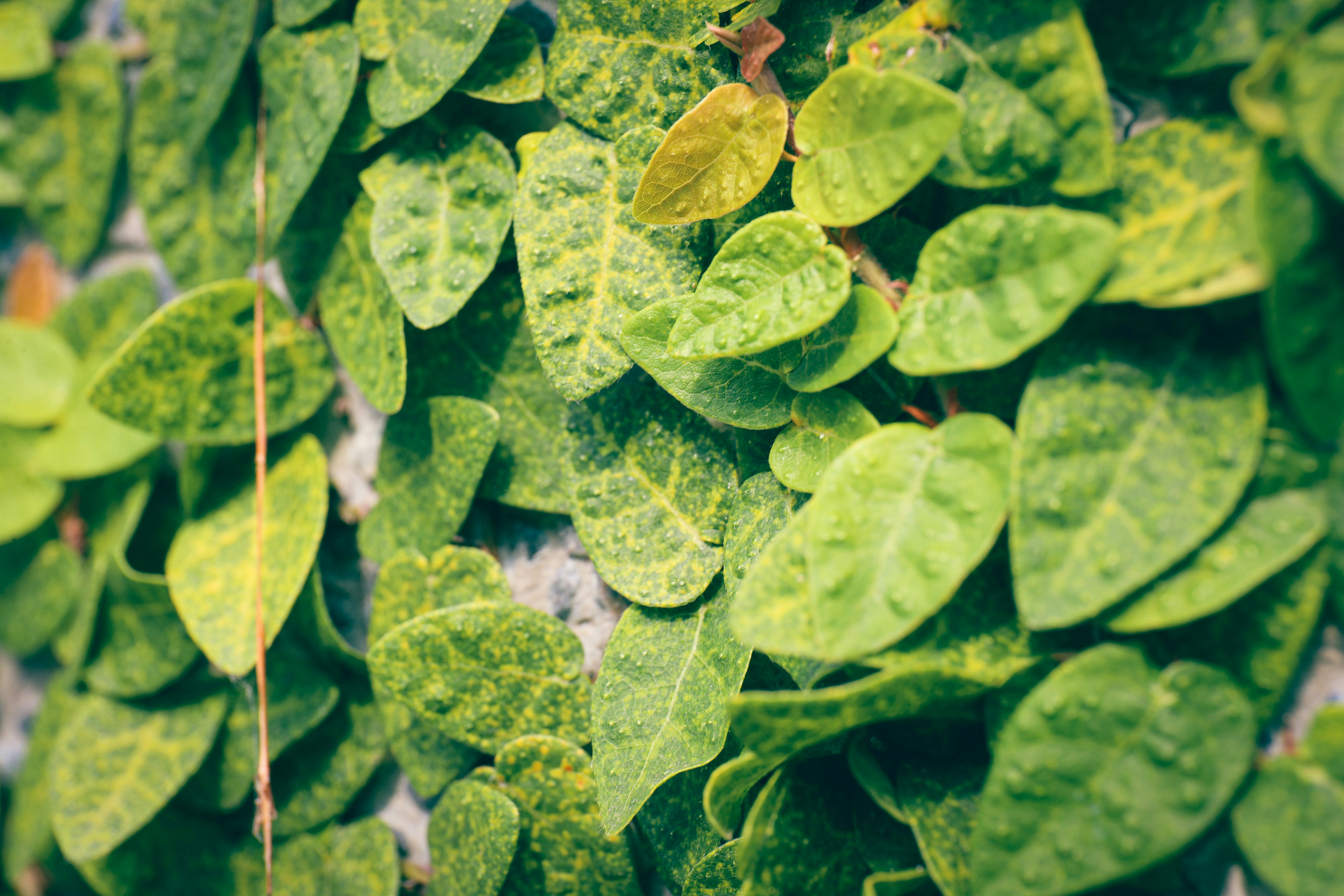 a close up of a plant with green leaves