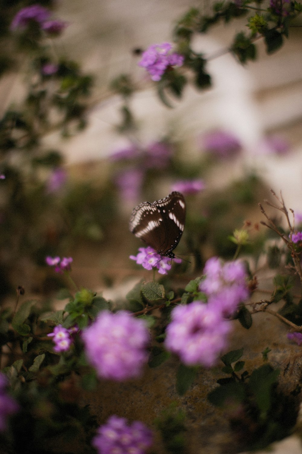 a small butterfly sitting on a purple flower