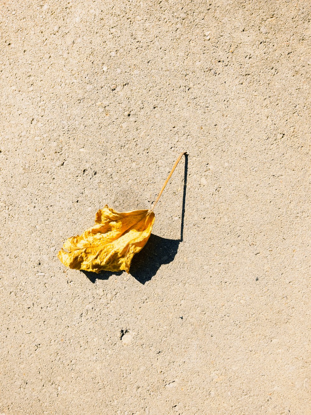 a single yellow leaf on the ground