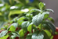 Peppermint