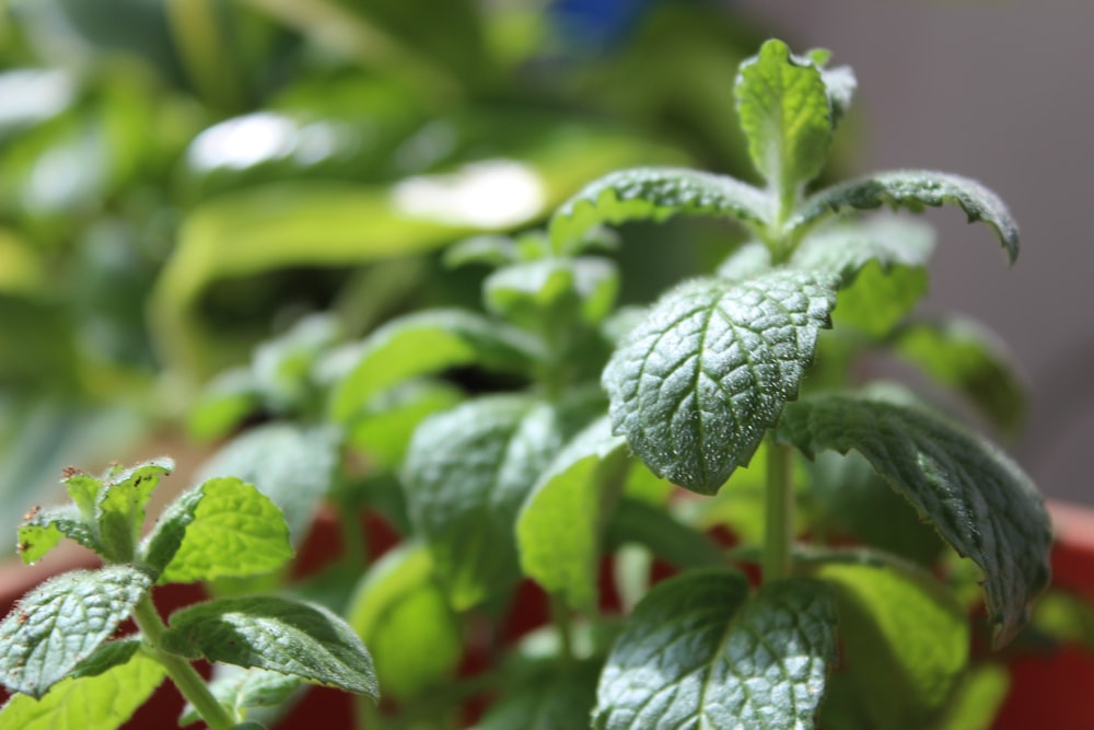 a close up of a plant in a pot