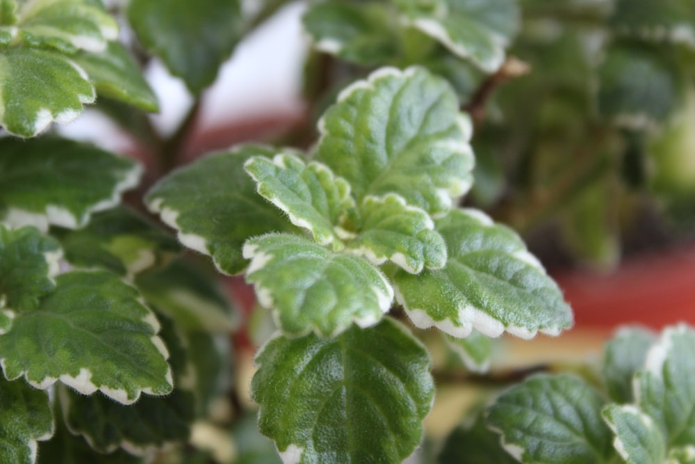 a close up of a plant with green leaves