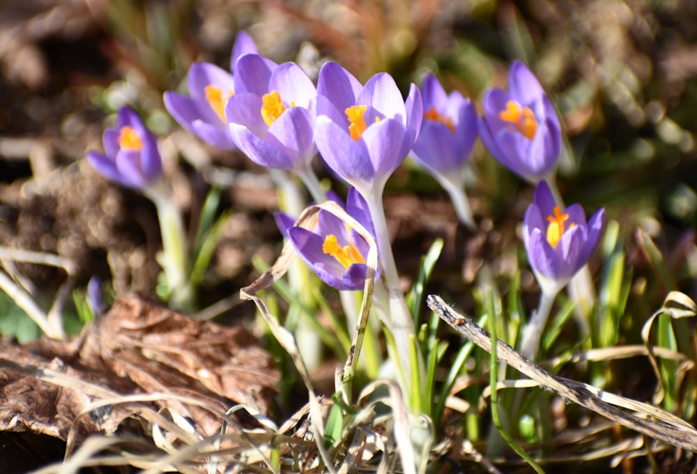 a group of purple flowers growing out of the ground