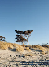 A serene view of a sunlit barren landscape with wild grasses swaying gently.