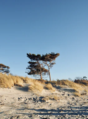 A serene view of a sunlit barren landscape with wild grasses swaying gently.