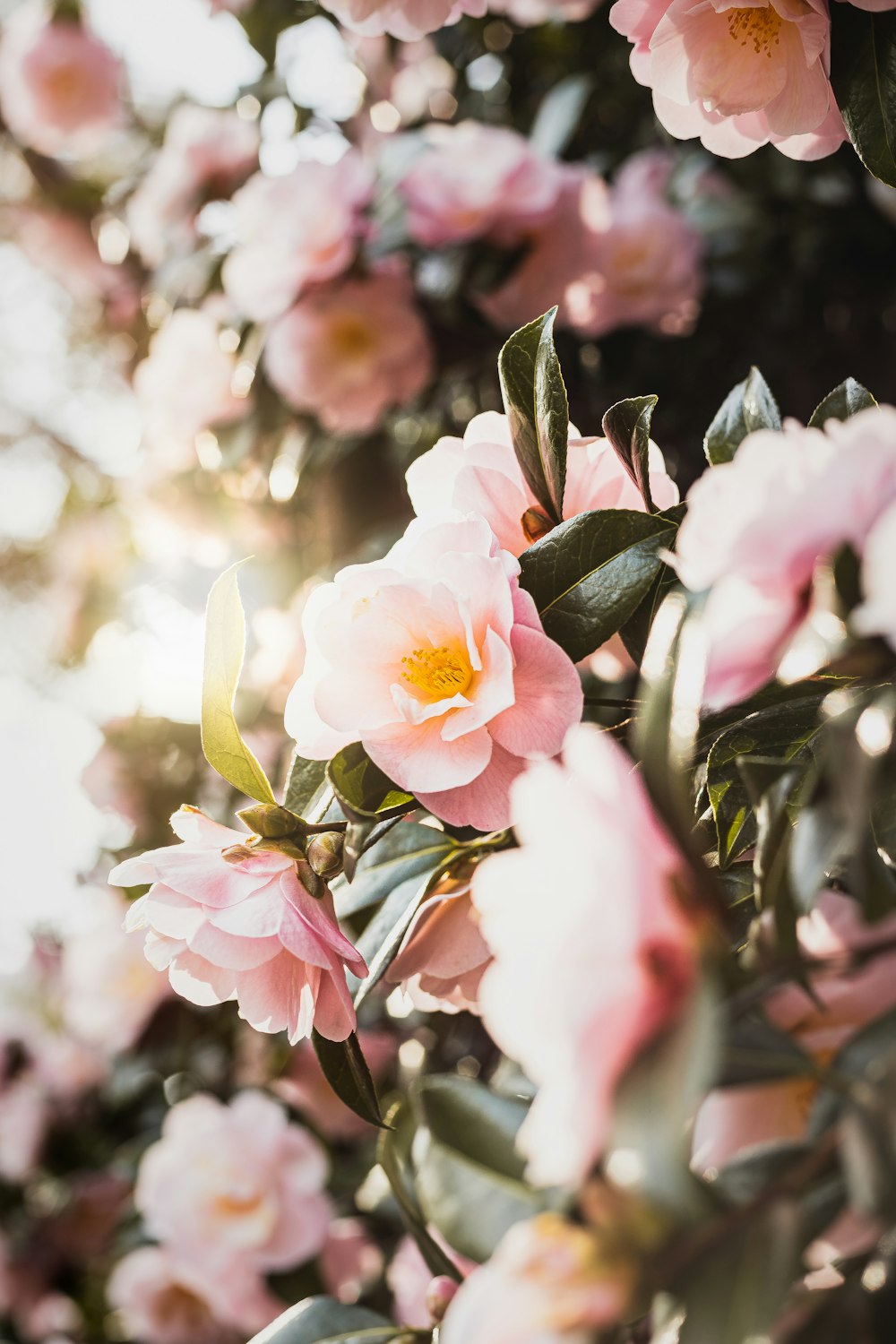 a close up of a flower