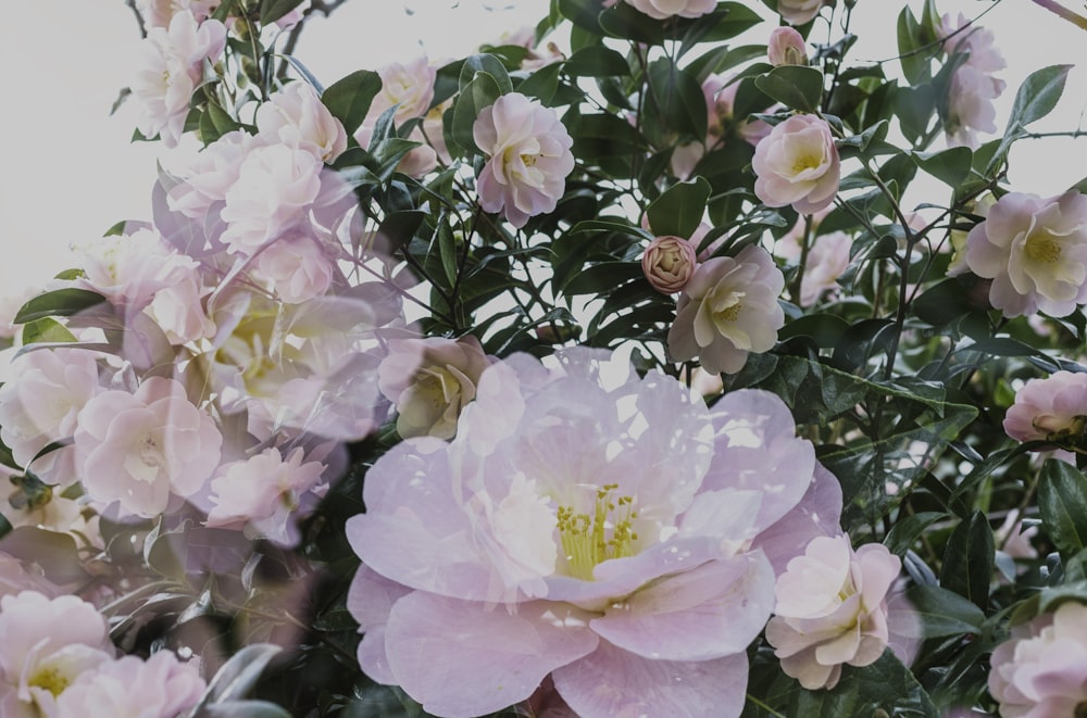 a bunch of pink flowers with green leaves