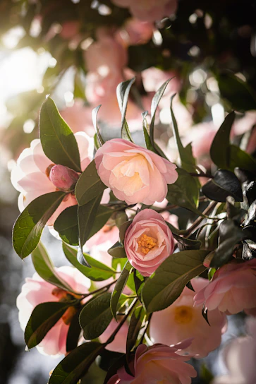 Soft pink tropical flowers gently framing a serene spa setting with natural light.