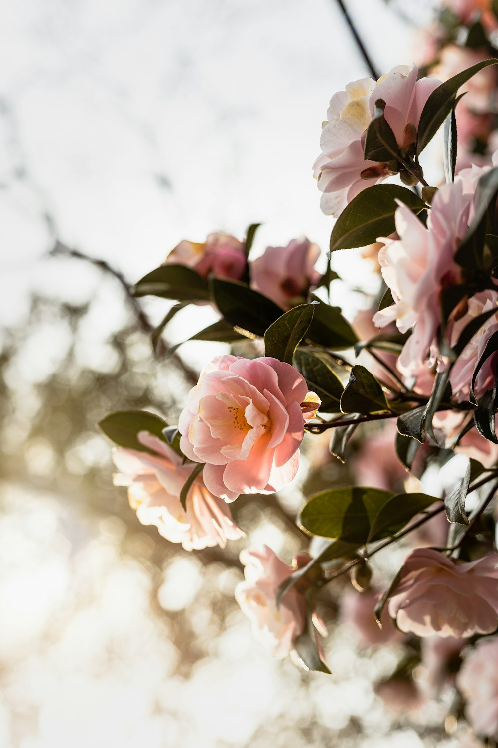 a close up of a flower