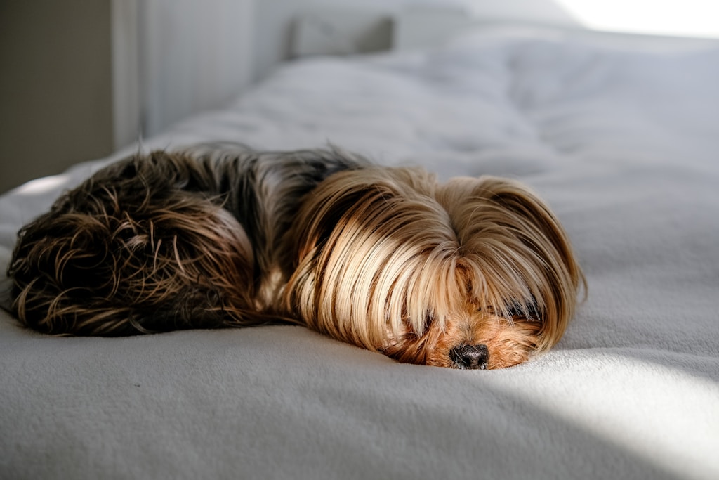 Cozy Cloud Dog Bed