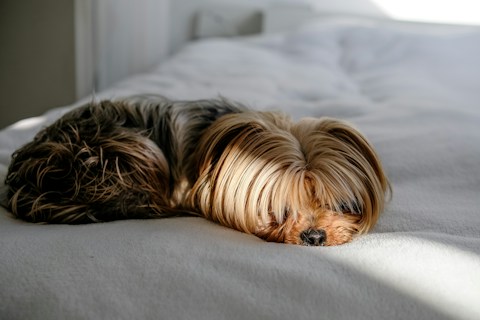 A small, fluffy dog with long, silky fur lies curled up on a white bed, with sunlight gently illuminating its fur.