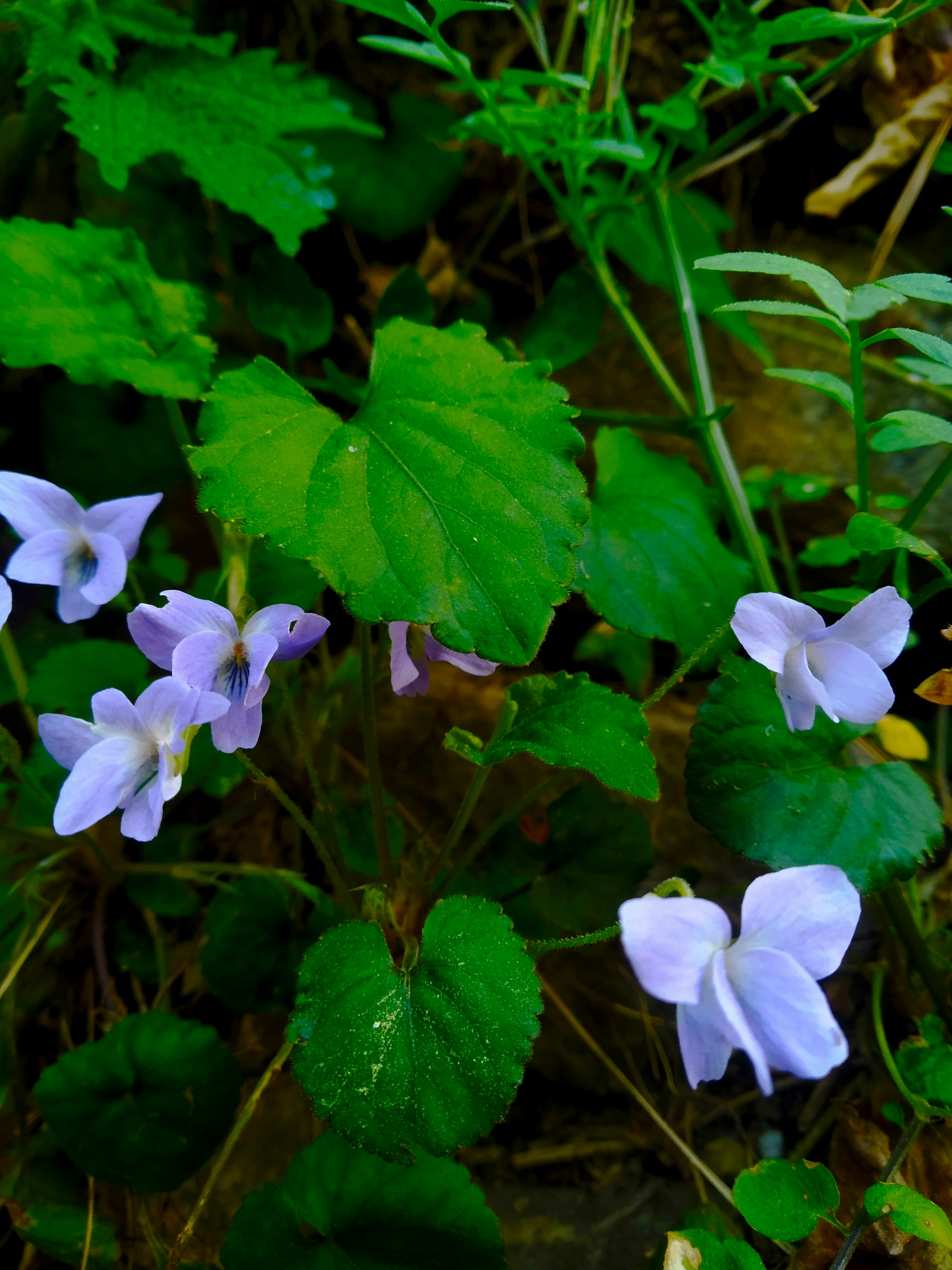 Photo by dendrophile