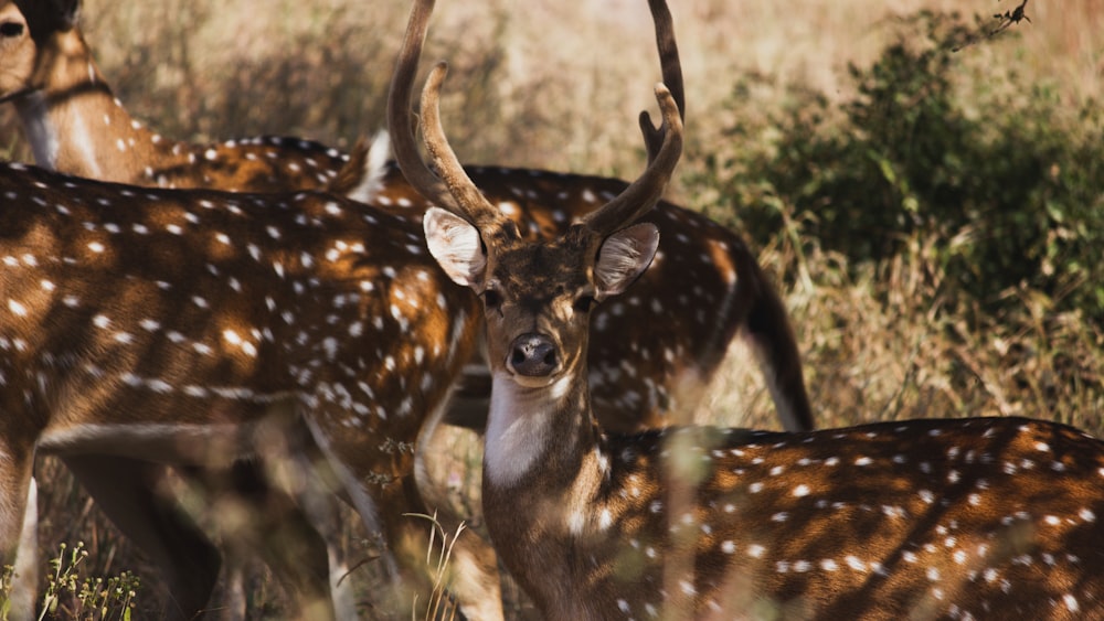 a herd of deer standing on top of a grass covered field