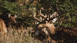 A group of healthy stags standing alert in a sunlit pen.