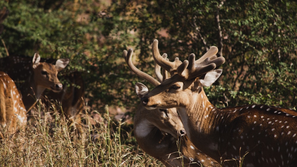 a herd of deer standing on top of a grass covered field