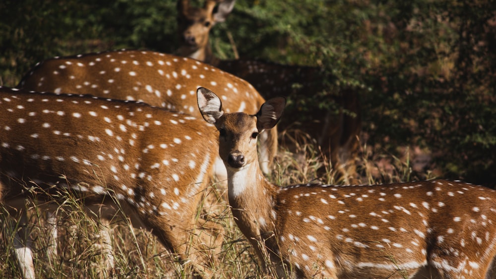 a herd of deer standing on top of a grass covered field