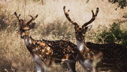 two deer standing next to each other in a field