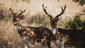 two deer standing next to each other in a field