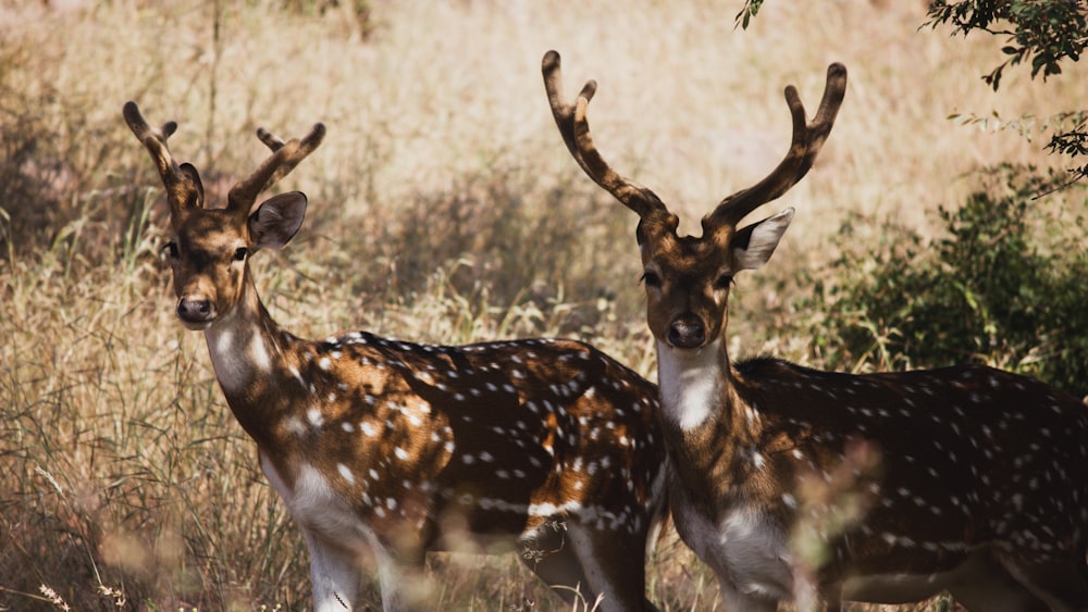 two deer standing next to each other in a field