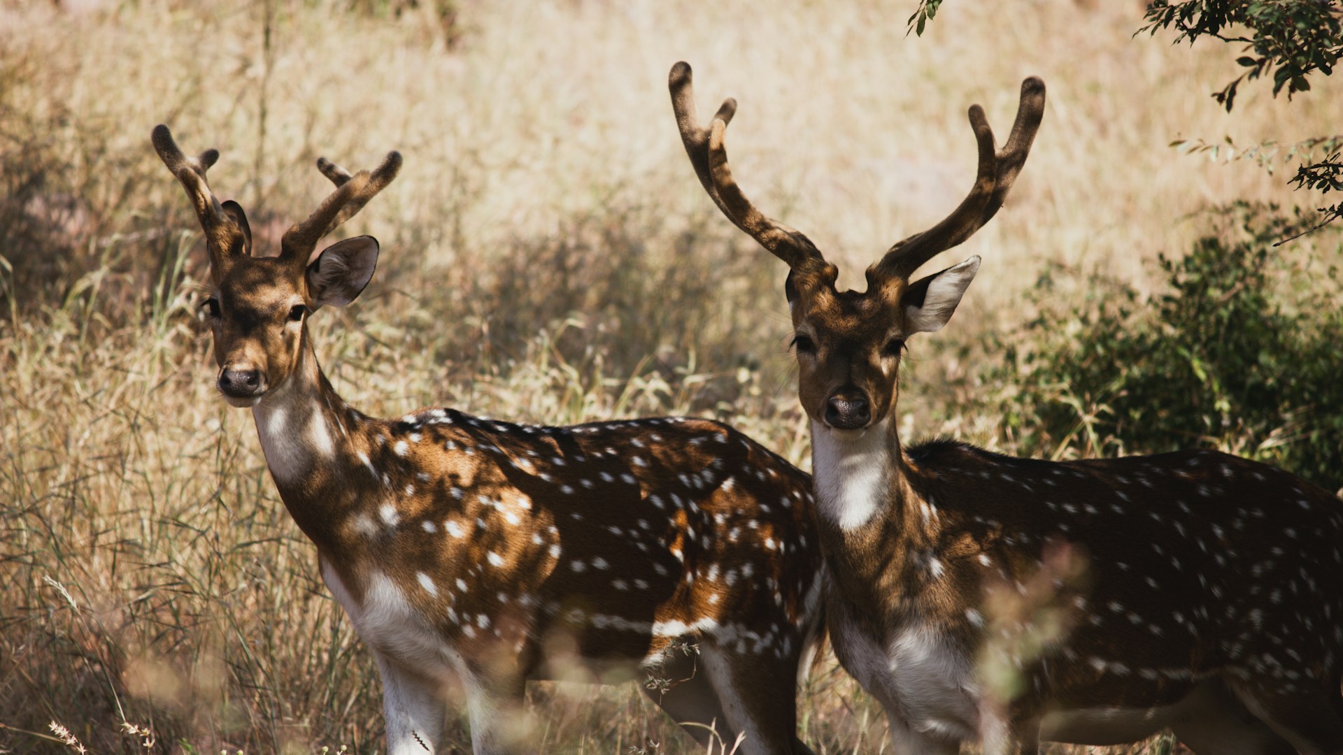 two deer standing next to each other in a field