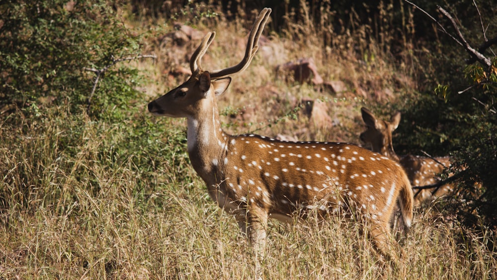 a couple of deer standing on top of a grass covered field