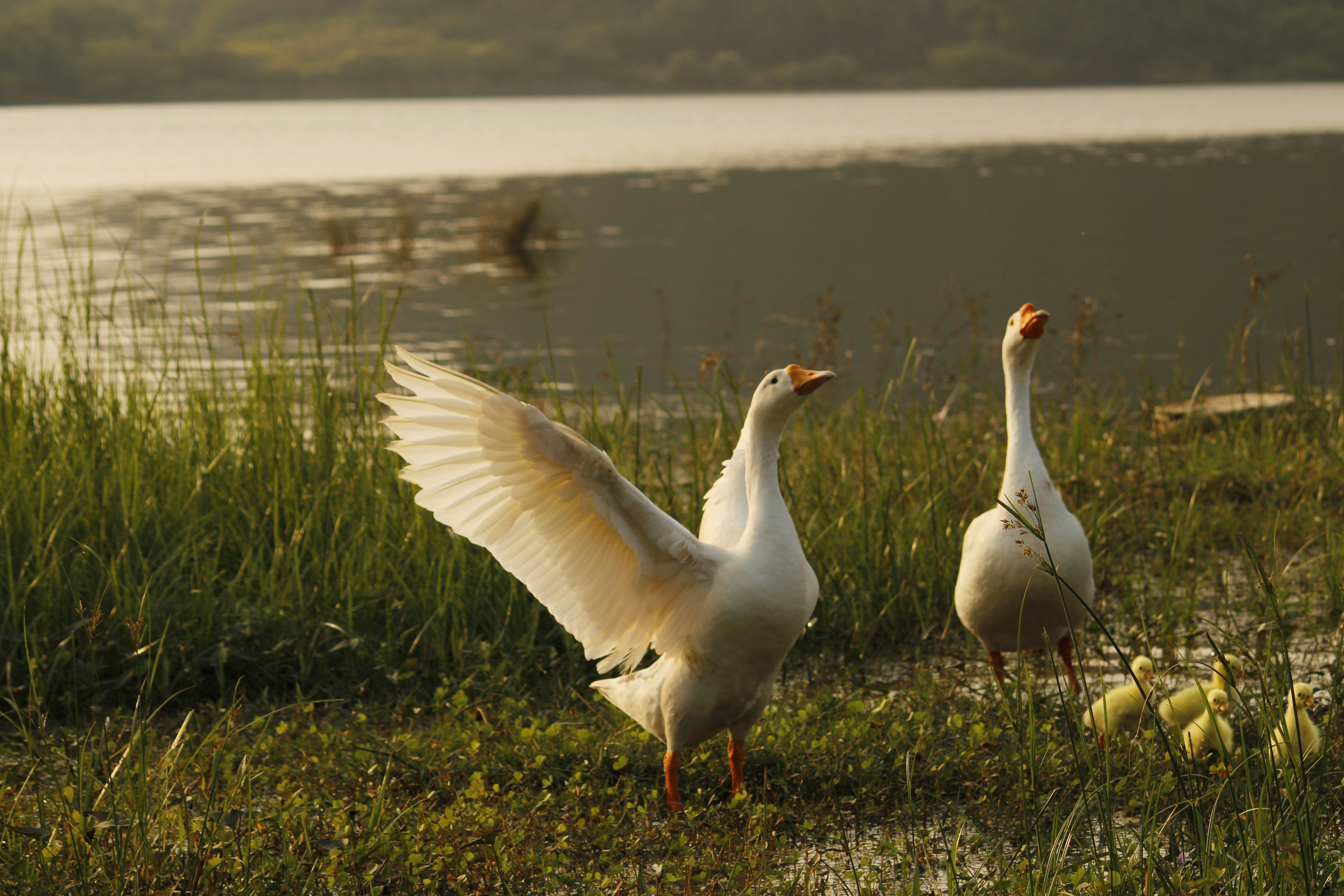 Photo by indianhobbyphotographer